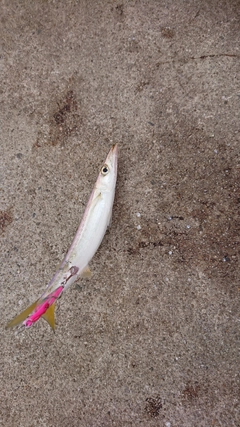 カマスの釣果