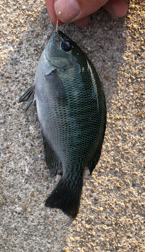 クロの釣果