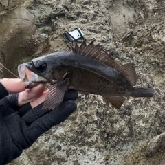 クロメバルの釣果