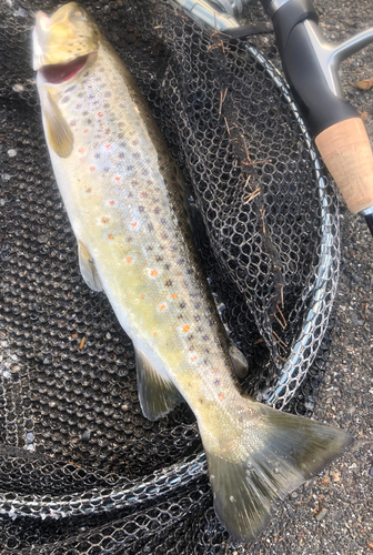 ブラウントラウトの釣果