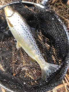 ブラウントラウトの釣果