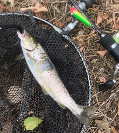 ブラウントラウトの釣果