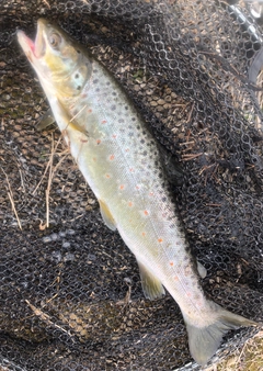 ブラウントラウトの釣果