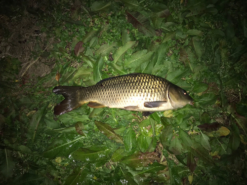 コイの釣果