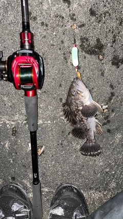 クロソイの釣果