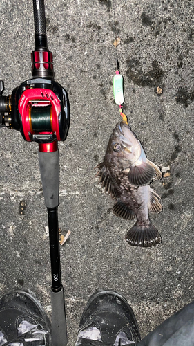 クロソイの釣果