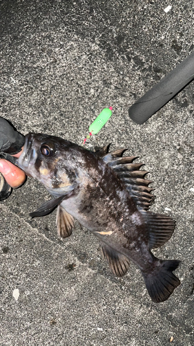 クロソイの釣果