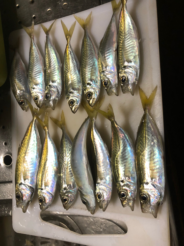 アジの釣果