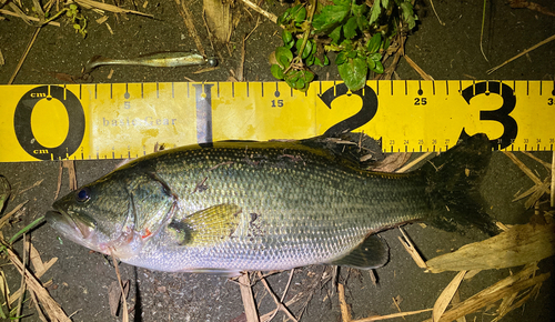 ブラックバスの釣果