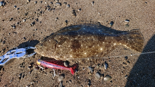 ヒラメの釣果