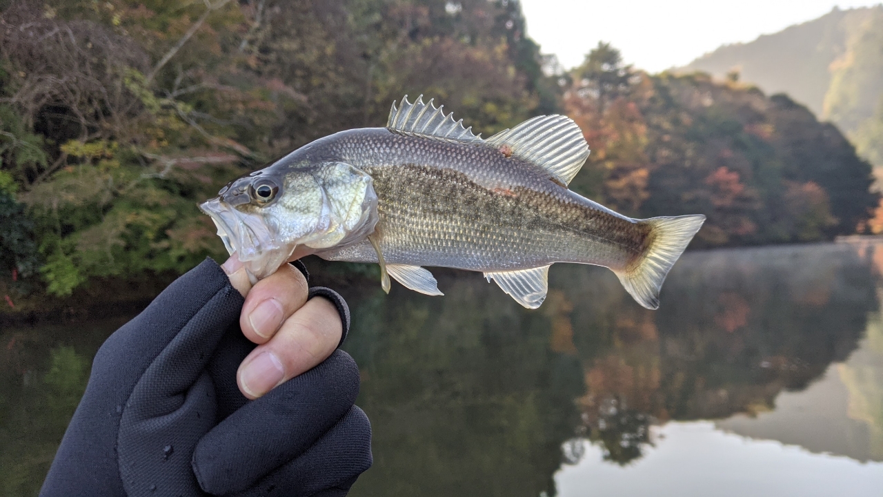 ブラックバス