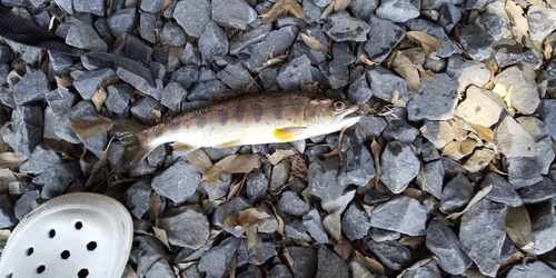 アマゴの釣果