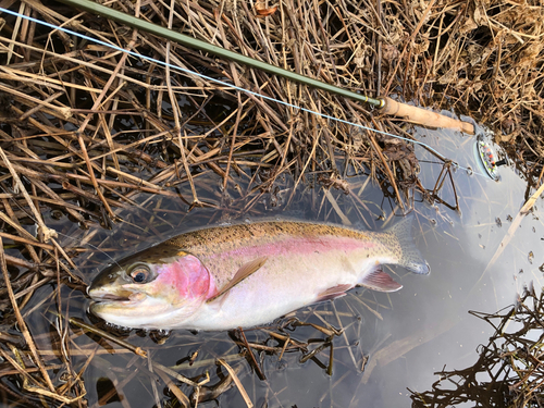 ニジマスの釣果