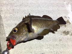 エゾメバルの釣果