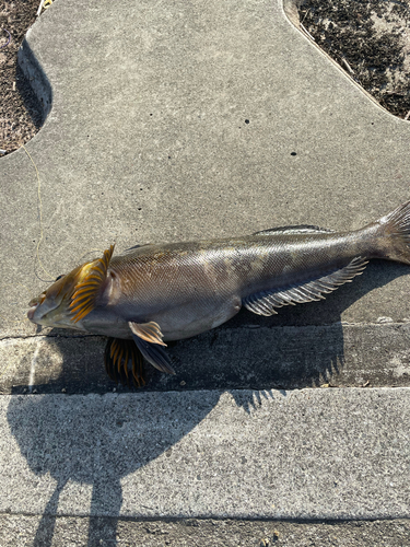 アイナメの釣果