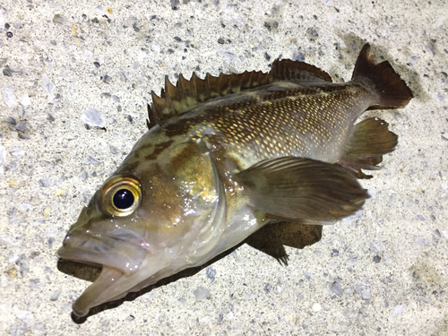 エゾメバルの釣果