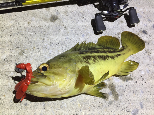 シマゾイの釣果