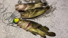 シマゾイの釣果