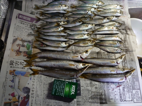 カマスの釣果