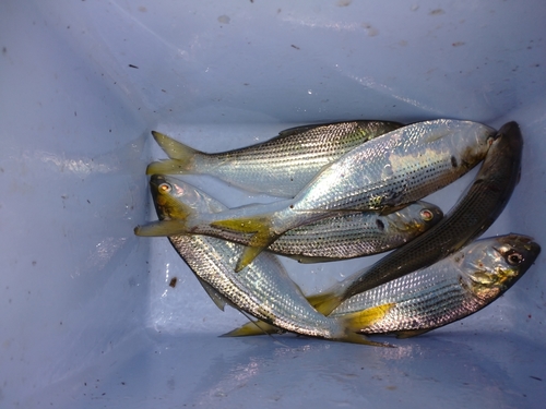 コハダの釣果