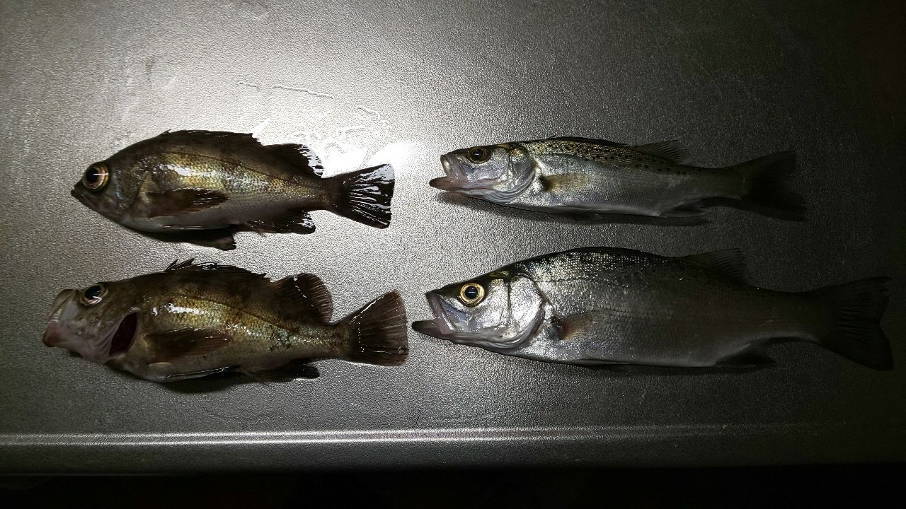 セイゴ（ヒラスズキ）