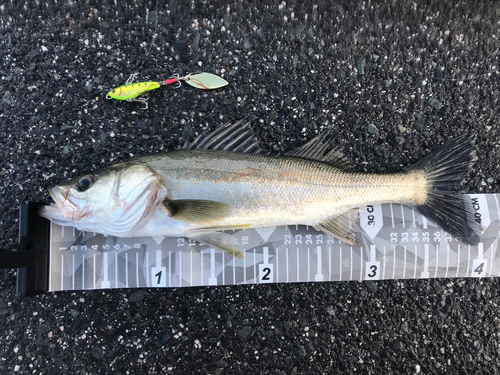 シーバスの釣果