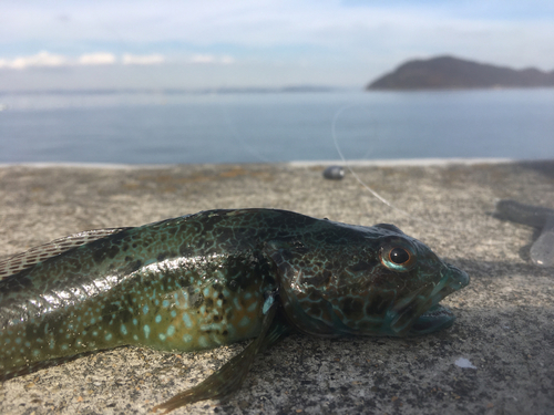 アナハゼの釣果