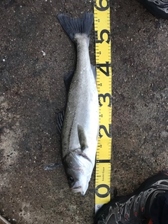 シーバスの釣果