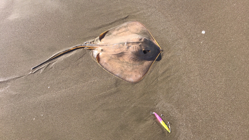 エイの釣果