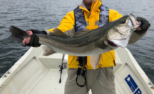 シーバスの釣果