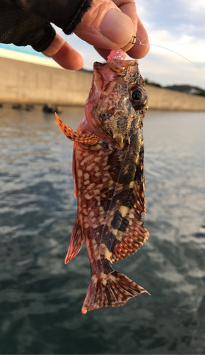 ガシラの釣果