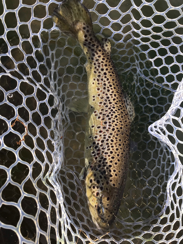 ブラウントラウトの釣果