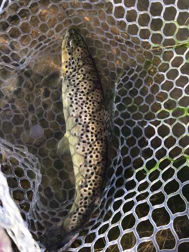 ブラウントラウトの釣果