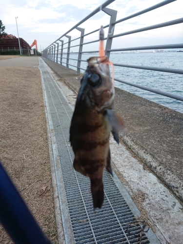 メバルの釣果