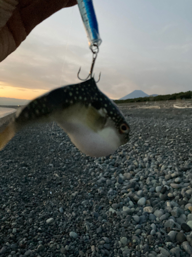 クサフグの釣果