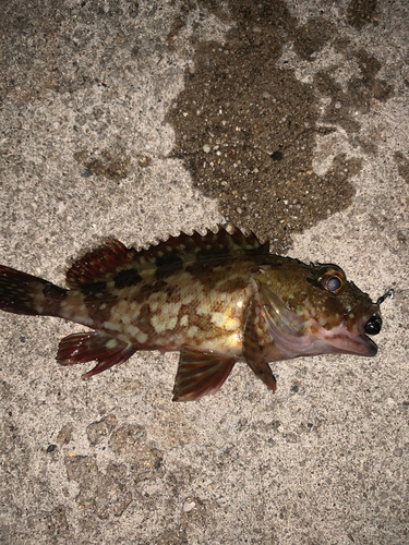 カサゴの釣果