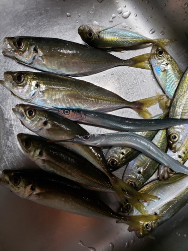 アジの釣果