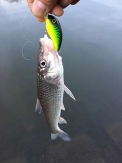 クチボソの釣果