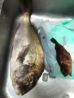 タイの釣果