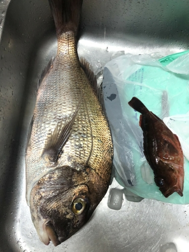 タイの釣果