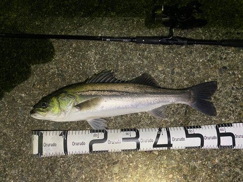 シーバスの釣果