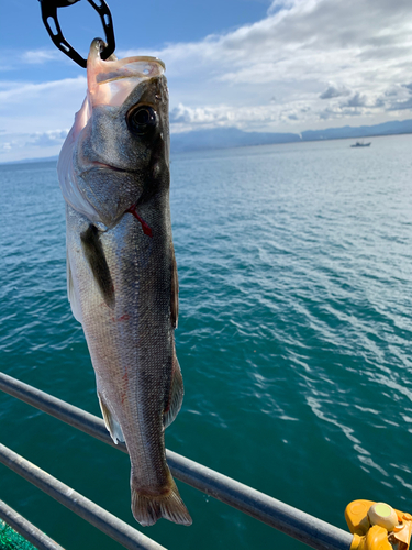 スズキの釣果