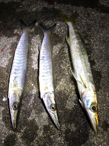 カマスの釣果