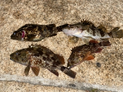 タケノコメバルの釣果