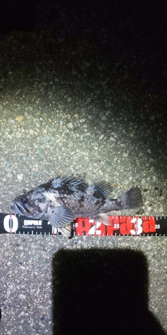 クロソイの釣果