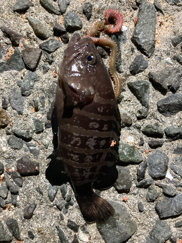 マハタの釣果