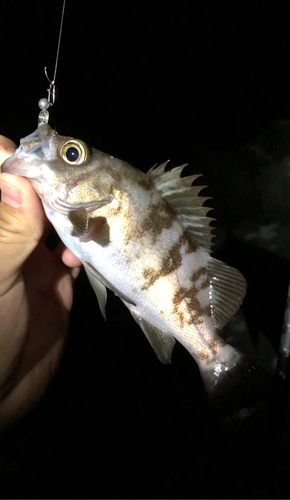 メバルの釣果