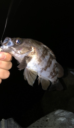 メバルの釣果