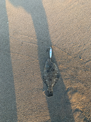 ソゲの釣果