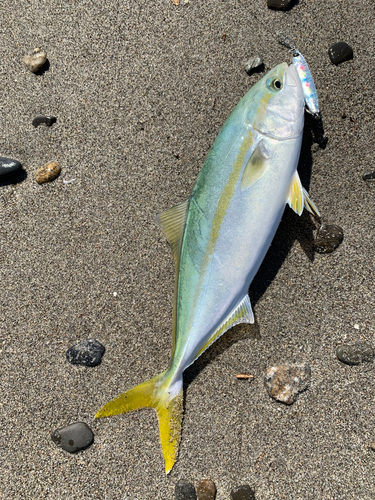 イナダの釣果